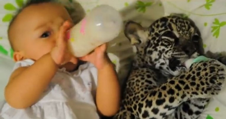 VIDEO Morate vidjeti bebu i bebu jaguara kako zajedno ispijaju bočice