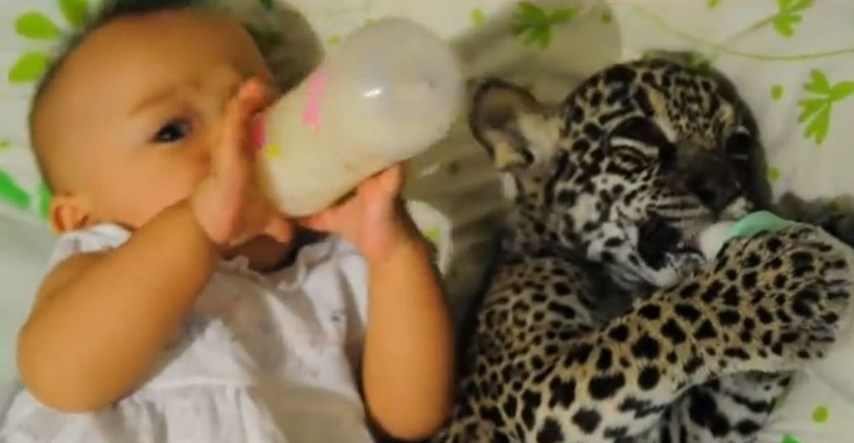 VIDEO Morate vidjeti bebu i bebu jaguara kako zajedno ispijaju bočice