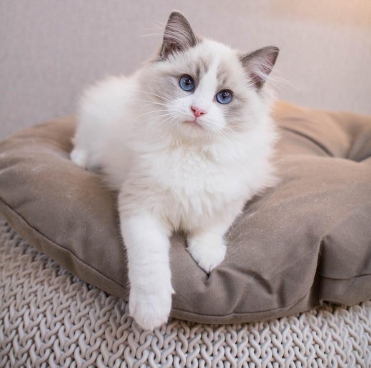 Tražite dugodlaku mačku? Možda će vam se svidjeti jedna od ovih 6 pasmina