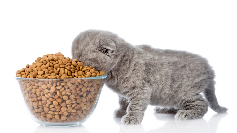 I mačke mogu imati višak kilograma - je li vaša jedna od njih?