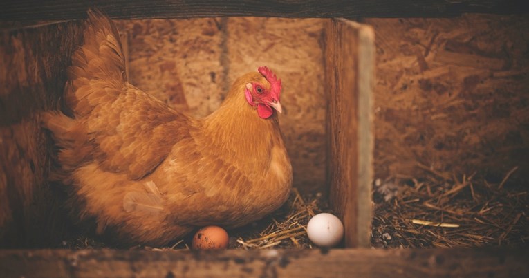 Žena pronašla jaje i stavila ga u kokošje gnijezdo, a onda ju je dočekalo iznenađenje