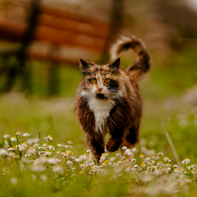 Kako razumjeti mačku? Obratite pažnju na njen rep