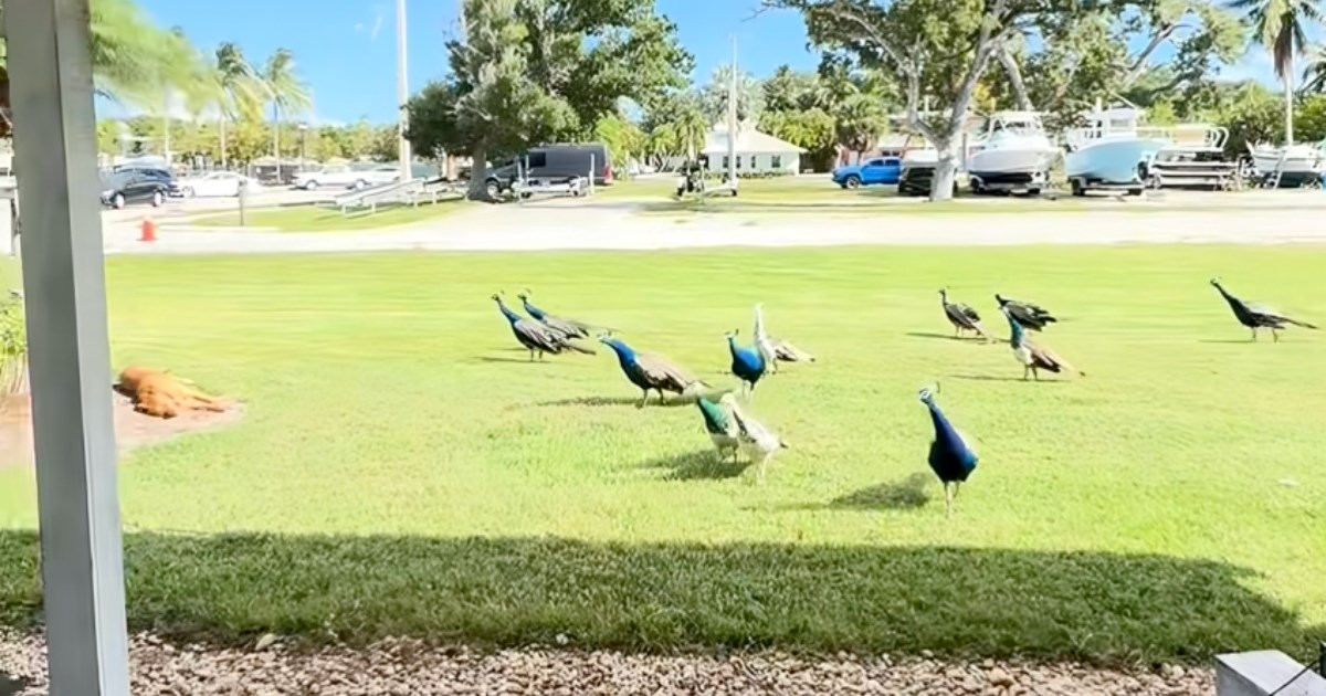 Paunovi opkolili psa koji je bezbrižno drijemao