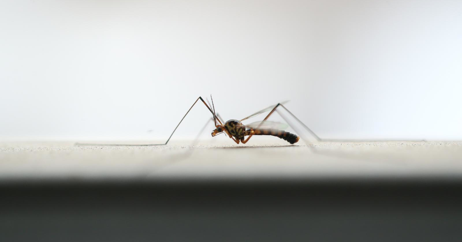 U Srbiji se 11 ljudi zarazilo virusom Zapadnog Nila koji prenose komarci