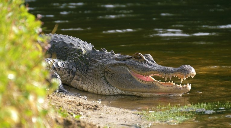 Brojnim kornjačama, krokodilima i drugim gmazovima prijeti izumiranje