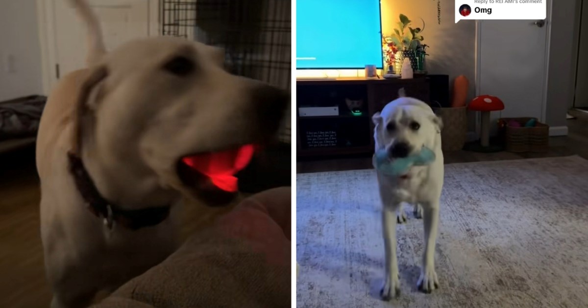 Talentirani labrador mnoge oduševio plesnim pokretima: "Pleše bolje od mene"