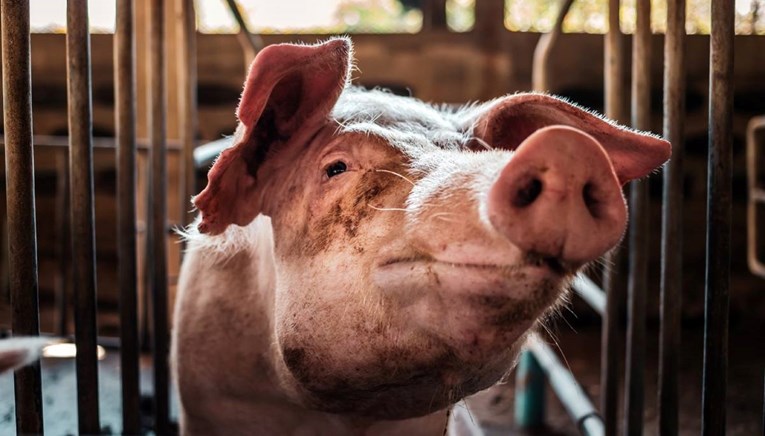 Zaražene svinje krijumčare se iz sjevernog dijela BiH u Hercegovinu