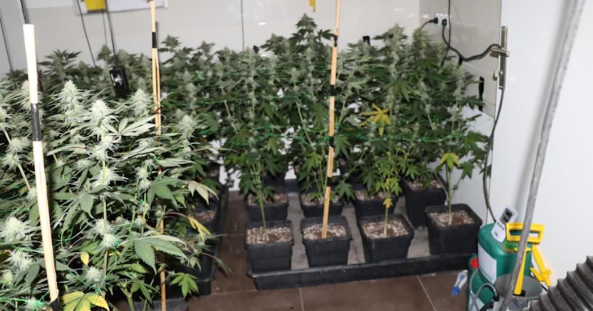 Policija objavila snimku i fotografije. 132 stabiljike marihuane u kući u Dugom Selu