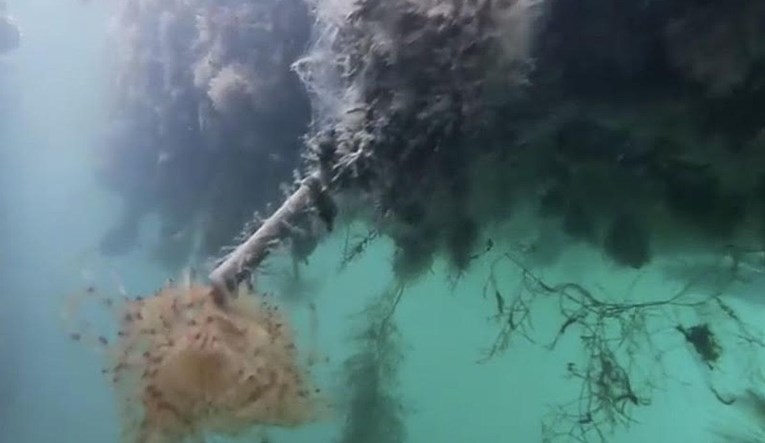 U Veneciji nema više turista, ali su zato kanali puni meduza, a ima i hobotnica