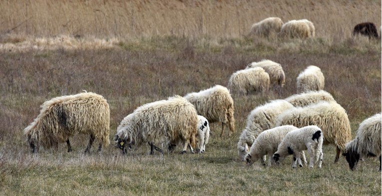 Lopovi ženi u Lici ukrali janje, pretukli je i autom prešli preko noge