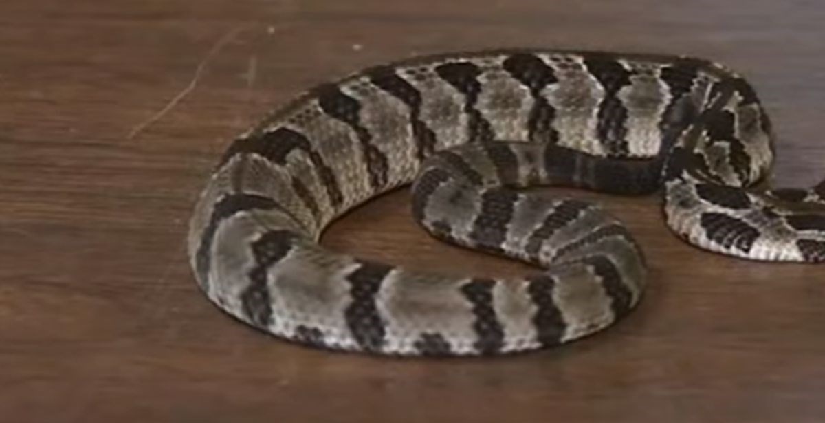 VIDEO Pronašli rijetku dvoglavu zmiju: "Ne bi preživjela u divljini"