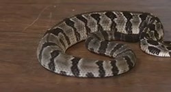 VIDEO Pronašli rijetku dvoglavu zmiju: "Ne bi preživjela u divljini"