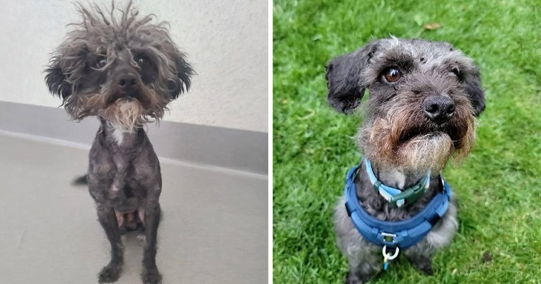 Ljudi su u skloništu odabrali najneurednijeg psa, pogledajte kako se transformirao