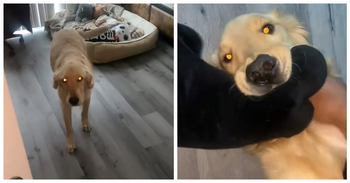 Stranac ušao u kuću, evo što je zlatni retriver napravio kada ga je ugledao