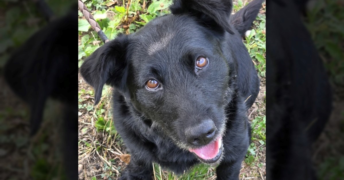 Garo je ostao bez svega što je poznavao. Ovaj divan pas u skloništu čeka novu prilik