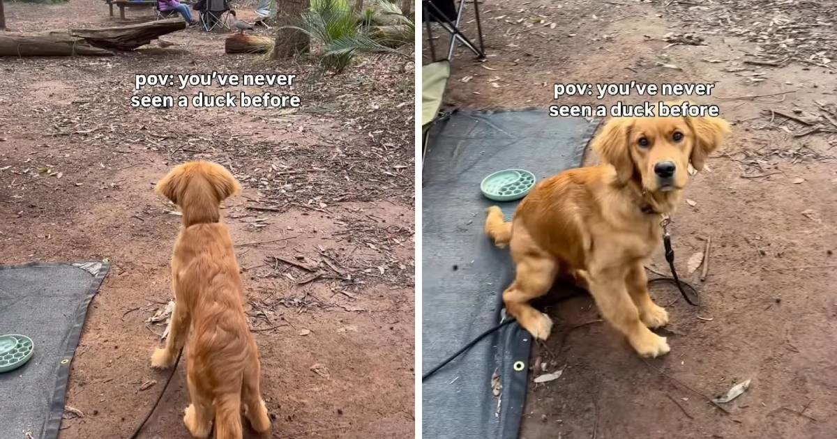 Štene zlatnog retrivera prvi put ugledalo patke, njegova sreća je zarazna