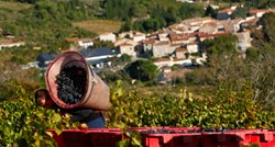 Francuska će ove godine proizvesti 6 posto više vina nego prošle godine