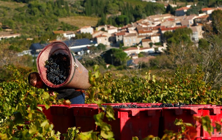 Francuska će ove godine proizvesti 6 posto više vina nego prošle godine