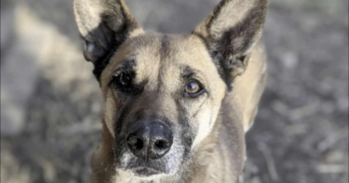 Koli je većinu svog života provela u azilu, pomozimo joj pronaći dom