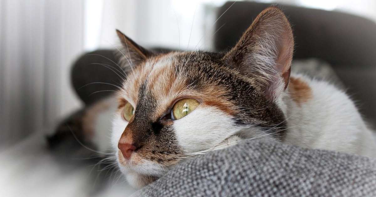 Koliko dugo mačke pamte svoje vlasnike? Evo što kažu stručnjaci