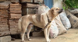 Prijatelji životinja: U Njemačkoj obavezne šetnje za pse, a u Hrvatskoj pate na lancu