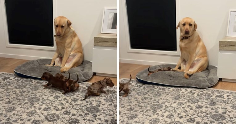 Labrador nije sretan što mora čuvati štence, njegov pogled govori sve