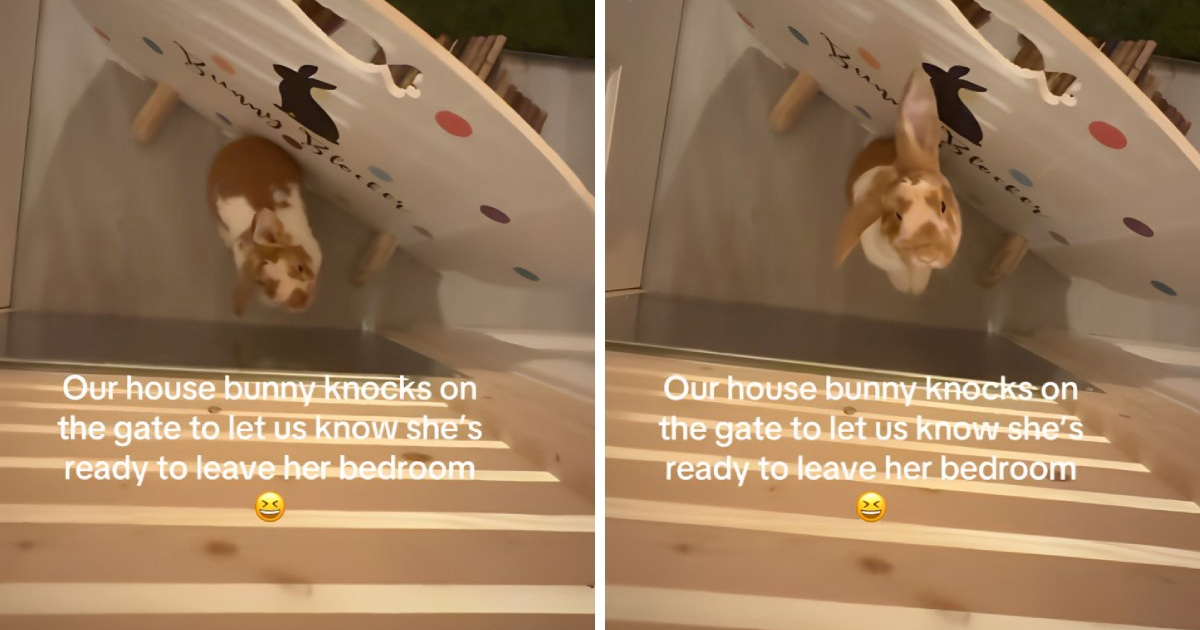 Pametna zečica kuca na vrata svoje sobe kad se želi družiti