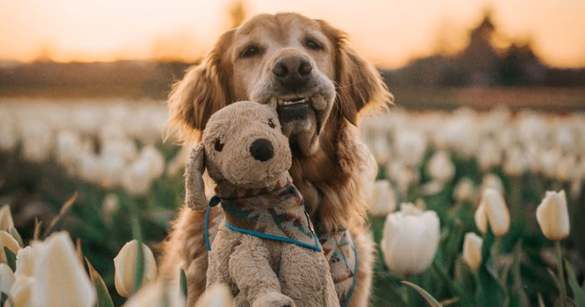 Zašto se neki psi vežu za jednu igračku i nose je posvuda?