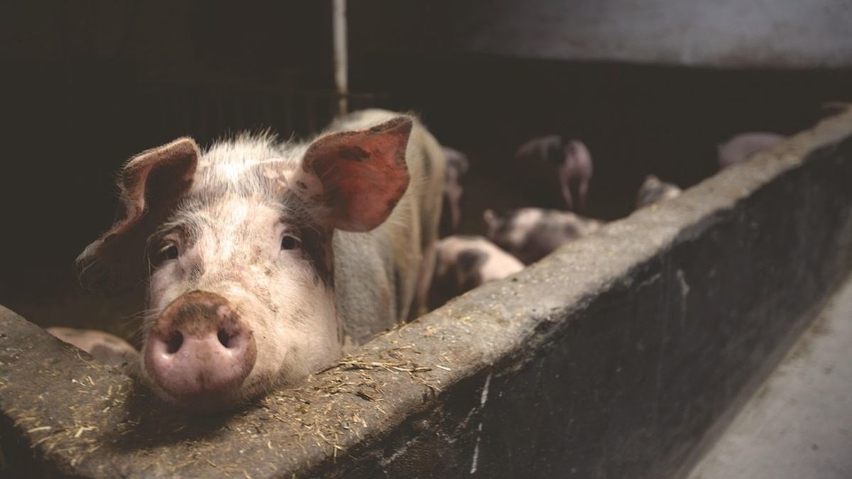 Prijatelji životinja: Ne morate biti vegan da shvatite da je ubijanje svinja tragično