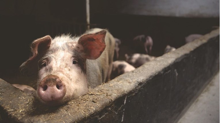 Prijatelji životinja: Ne morate biti vegan da shvatite da je ubijanje svinja tragično