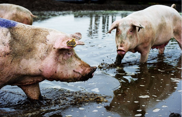 Kina oštro ograničila uvoz svinjetine iz Nizozemske zbog koronavirusa u klaonicama