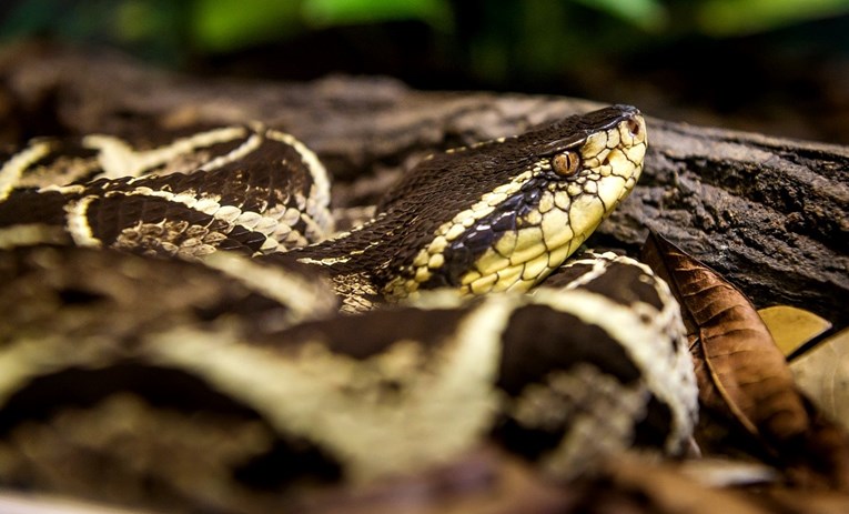 Brazilski znanstvenici: Otrov jedne od najotrovnijih zmija djeluje na koronu