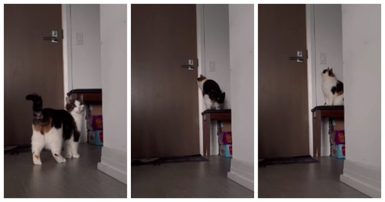 VIDEO Vlasnica napustila stan, ono što je mačka napravila raznježilo milijune ljudi