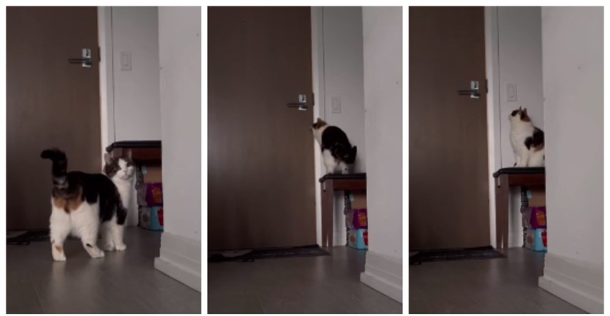 VIDEO Vlasnica napustila stan, ono što je mačka napravila raznježilo milijune ljudi