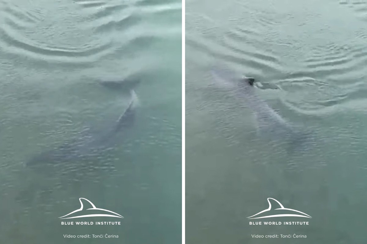 U dalmatinskoj rijeci Jadro koti se dupinka, pogledajte video