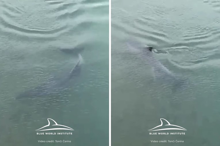 U dalmatinskoj rijeci Jadro koti se dupinka, pogledajte video