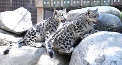 Tri snježna leoparda umrla su od covida-19 u zoološkom vrtu u Nebraski