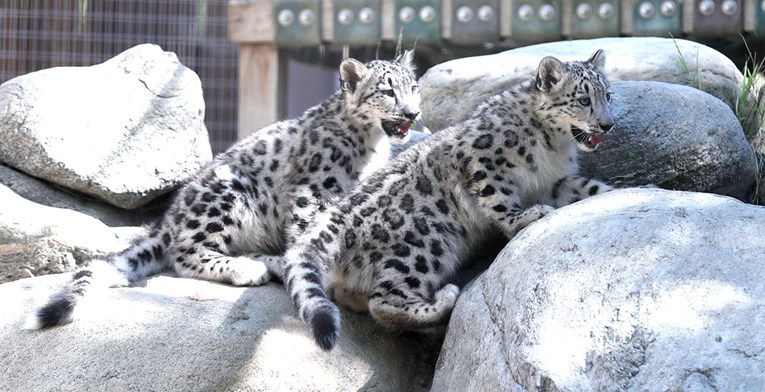Tri snježna leoparda umrla od korone u zoološkom vrtu u SAD-u, tigrovi se oporavili