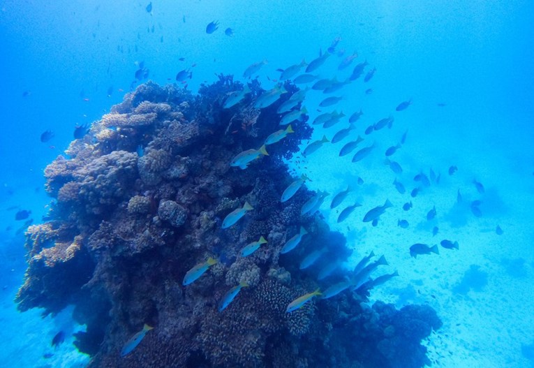 UN želi zaštititi 30% oceana do 2030. godine. "Na neke stvari ipak ne možemo utjecati"