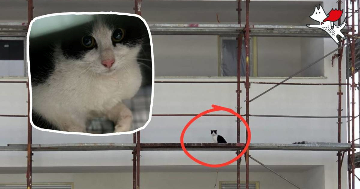 Mačak Bob Graditelj spašen s gradilišta nakon pada s četvrtog kata