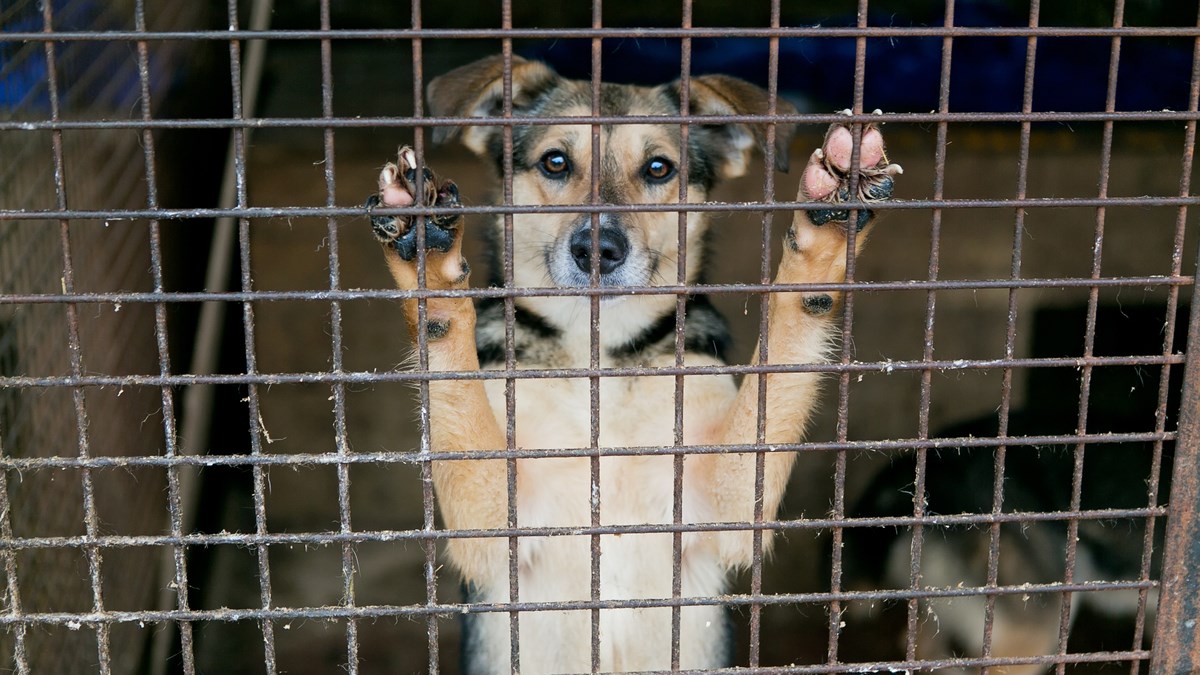 U Azilu Prijatelji Čakovec sprema se još jedna radna akcija. Pridružite se