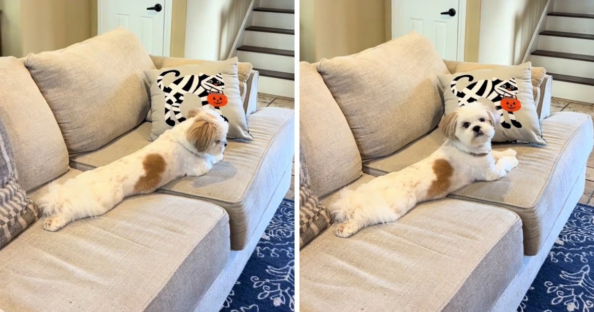 Pas koji se pravi da je gluh nikada ne ignorira svoju omiljenu riječ