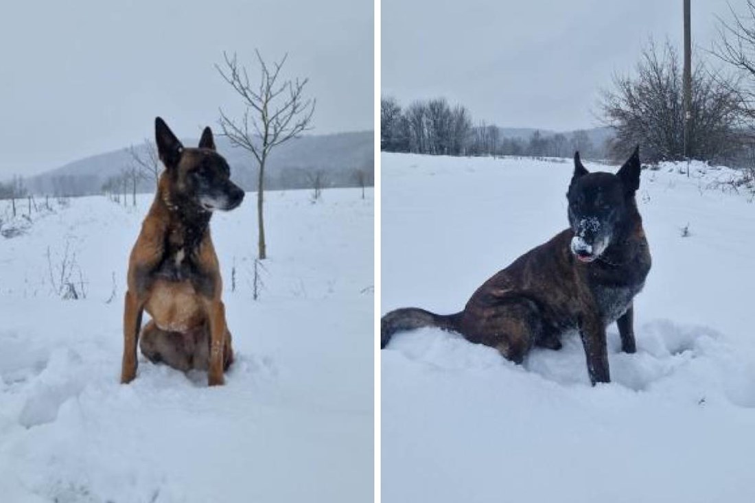 Dva psa koja su razminiravala Hrvatsku traže udomitelje. Imaju još tjedan dana