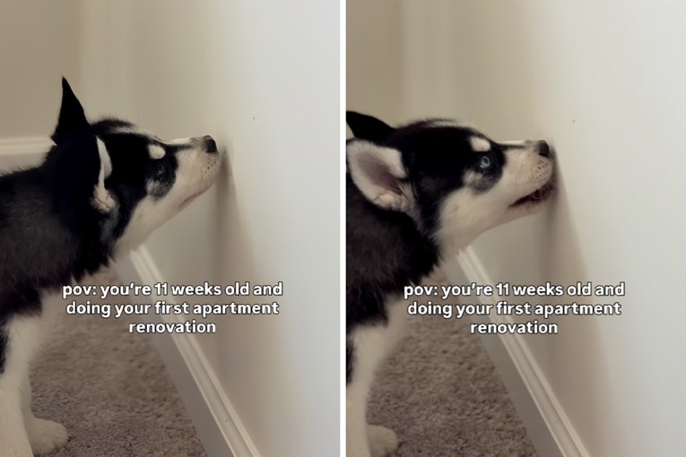 Haski od 11 tjedana postao majstor: Njegova prva renovacija je hit 😅