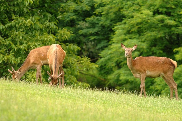 U Istri šest naleta vozila na divljač u dva dana