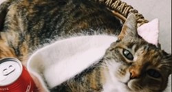 Mačka koja voli modu: Ne odvaja se od svog unikatnog modnog detalja