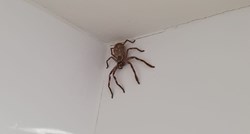 Žena u kupaonici pronašla ogromnog pauka, ljudi se zgražaju na fotke
