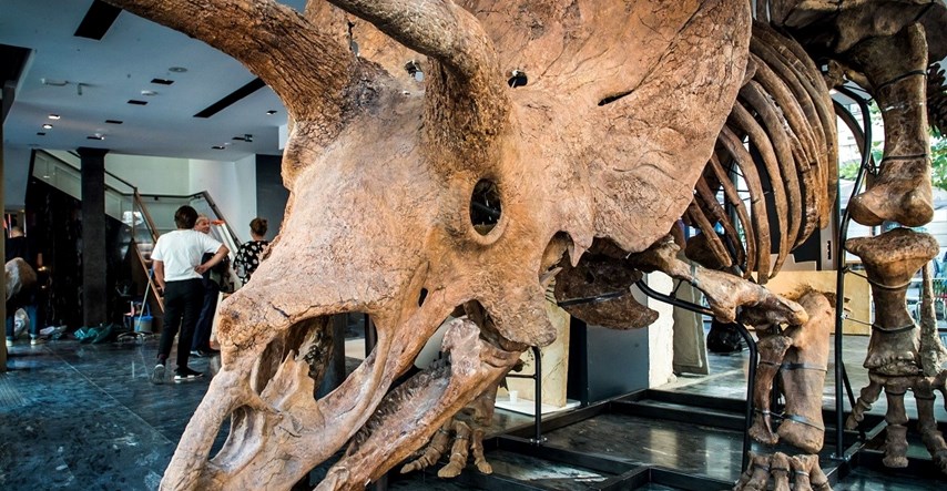 Lubanja dinosaura triceratopsa bit će na dražbi u Parizu