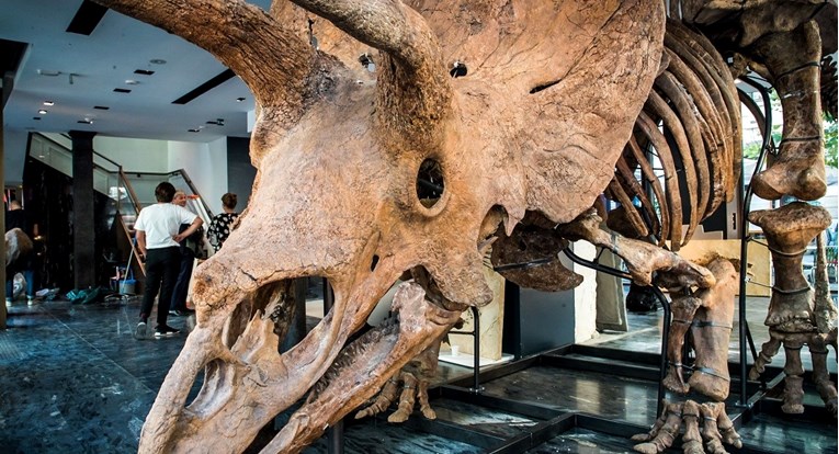 Lubanja dinosaura triceratopsa bit će na dražbi u Parizu