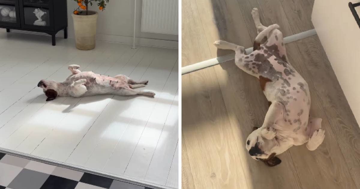 "Preslatko": Staford već godinama ne mijenja svoju omiljenu pozu za spavanje